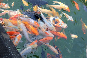 a flock of ornamental fish in the pond of the Kiev zoo