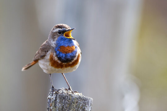 Rotsterniges Blaukehlchen (Luscinia svecica svecica) M&auml;nnchen