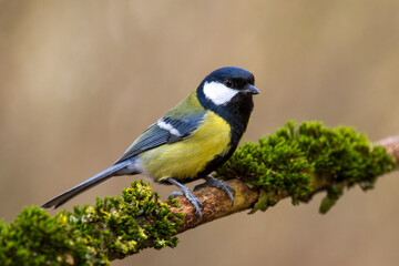 Naklejka premium Kohlmeise (parus major)