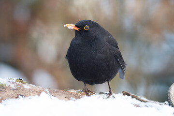 Amsel (Turdus merula) Männchen