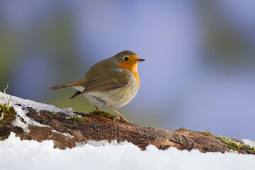 Rotkehlchen (Erithacus rubecula)