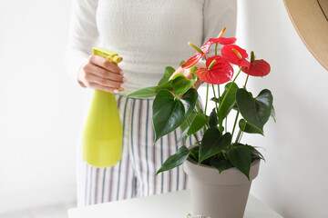 Woman spraying water on Anthurium flower in light room, closeup