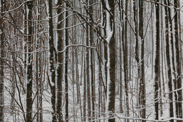 forest during snowstorm in winter