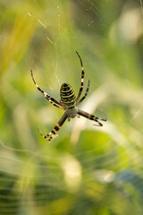 Cobweb and spider in the early morning on the grass