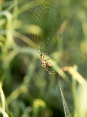 Cobweb and spider in the early morning on the grass