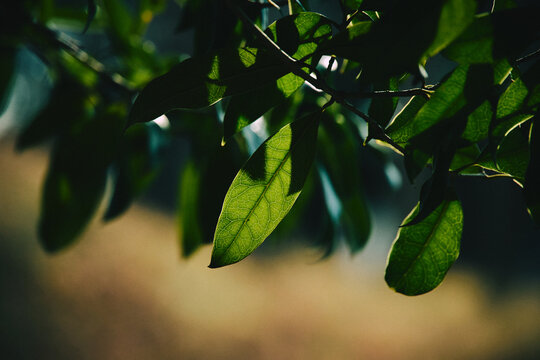 green leaves of the sun
