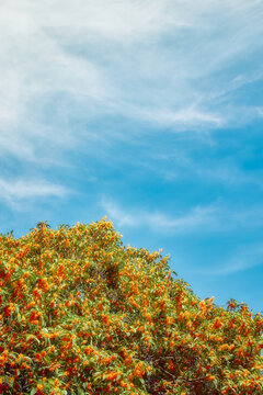 autumn trees in the field