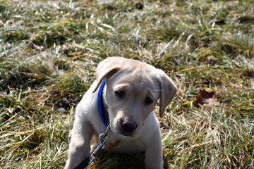 portrait of a puppy