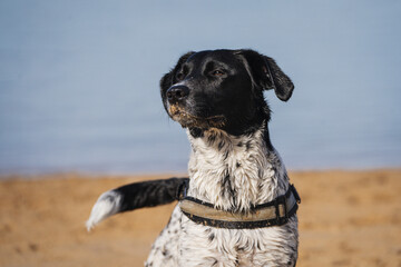 Face portrait of a female mixed dog standing in the beach