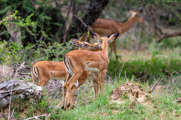 Impalas