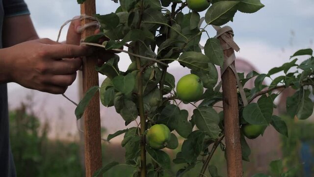 a man ties up a young apple tree in the garden with a rope. a heavy harvest on a young apple tree. gardening