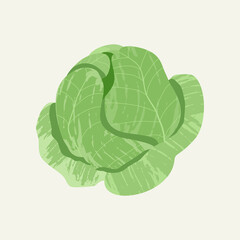 Vector cabbage. Illustation of isolated cabbage with brush texture.