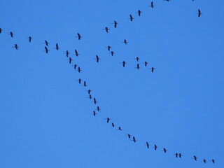 Cranes on therin long journey over Dortmund, North Rhine-Westphalia, Germany