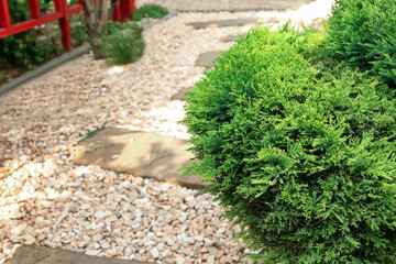 Green juniper in oriental garden - Powered by Adobe