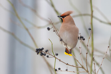 Seidenschwanz (Bombycilla garrulus)