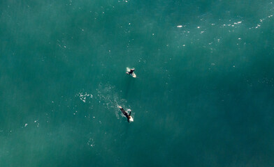 Fototapeta na wymiar Top aerial view of surfer waiting for waves in Andalusia, south Spain in Caños de Meca