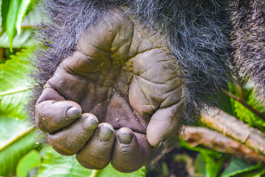 close up of mountain gorilla hand
