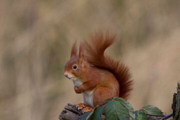 Eichhörnchen (Sciurus vulgaris)
