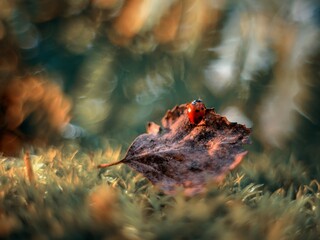 a ladybug is sitting on an autumn leaf