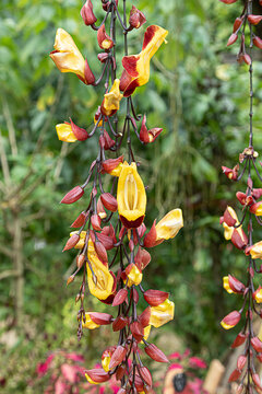 close da linda planta trepadeira sapatinho vermelha e amarela com vegeta&ccedil;&atilde;o ao fundo desfocada