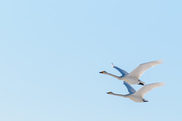 swans in the air
