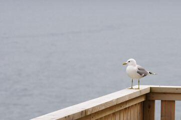 seagull on the pier