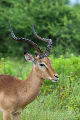Naklejka na ściany i meble Impala Ram, Kruger National Park