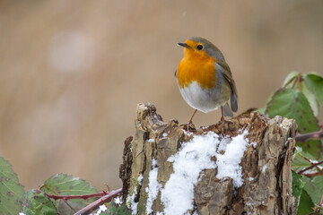 Rotkehlchen (Erithacus rubecula)