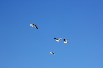 gaviotas volando sobre el cielo azul