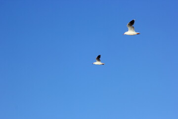 gaviotas volando sobre el cielo azul