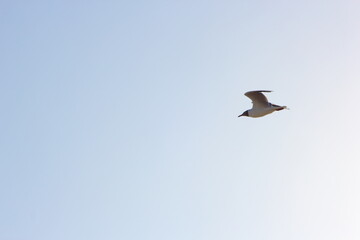 volando sobre el mar esta una gaviota