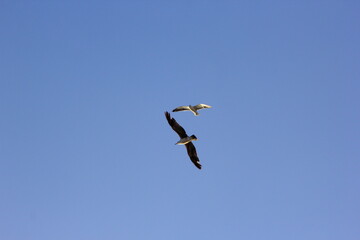 gaviotas volando sobre el cielo azul
