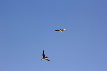 gaviotas volando sobre el cielo azul