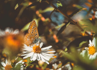 butterfly on flower