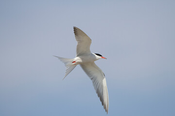 Flußseeschwalbe (Sterna hirundo)