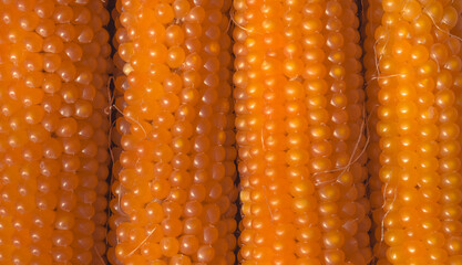 ripe fresh sweet corn close up