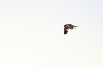 volando sobre el mar esta una gaviota