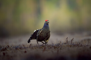Black Grouse