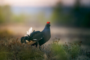 Black Grouse