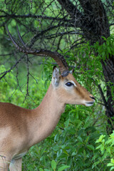 Impala Ram, Kruger National Park