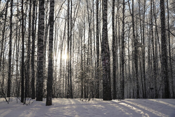 Dawn in the snowy forest. Beautiful view