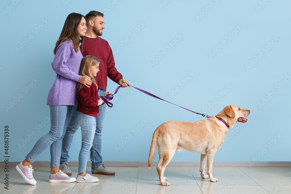 Wall mural happy parents with little daughter and funny labrador dog walking near blue wall