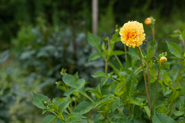Yellow Dahlia Flower in Garden