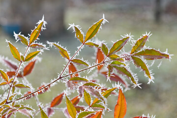 Givre sur le feuillage vert et rouge du nandina