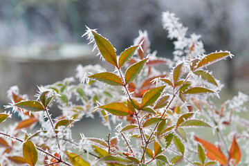 Givre sur les feuilles vert et rouge du nandina, arbuste au feuillage persistant