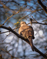 bird on a branch