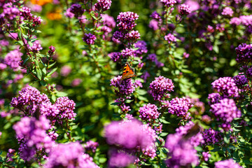 Obraz premium Close up Violet Garden Flowers
