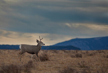 Late fall mule deer on the move in Montana