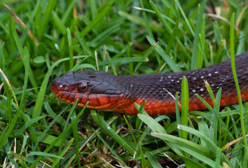 Red-bellied watersnake up close