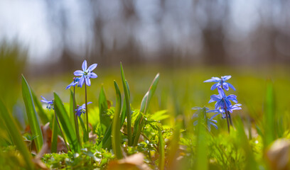 closeup little blue snowdrop Scilla flowers growth in forest, spring natural background